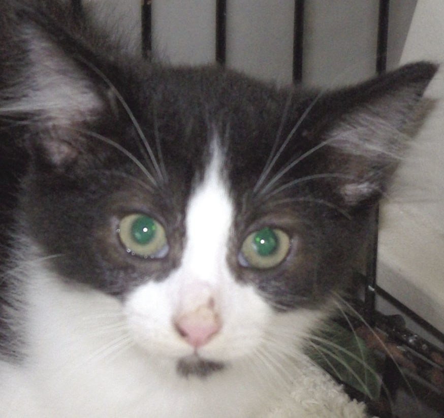Pets of the Week: Tux